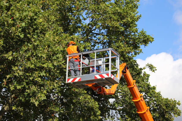 The Steps Involved in Our Tree Care Process in Chickasaw, AL